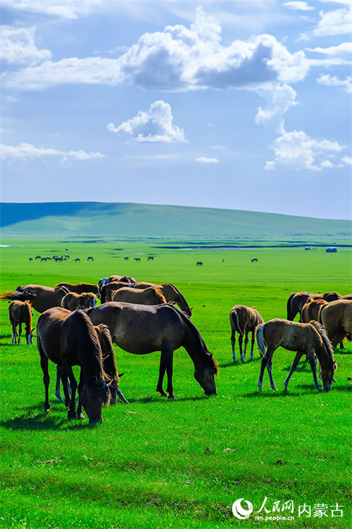 Mandhari nzuri kama picha iliyochorwa ya Mbuga wa Hulunbuir wa Mongolia ya Ndani katika majira ya joto