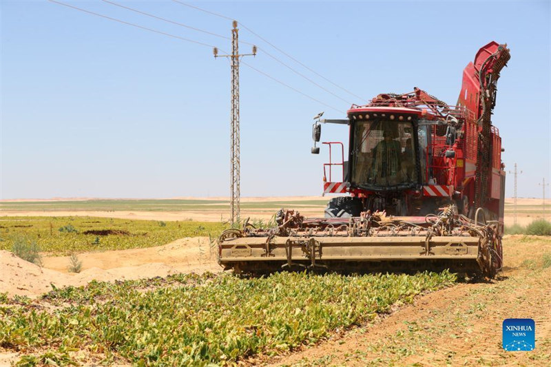 Mtambo wa kuvuna ukivuna viazisukari kwenye shamba lililoko jangwani katika Mkoa wa Minya, Misri Julai 11, 2022. (Xinhua/Sui Xiankai)
