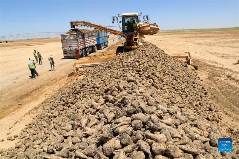 Kampuni ya uchimbaji visima ya China yasaidia kugeuza jangwa la Misri kuwa shamba la kijani