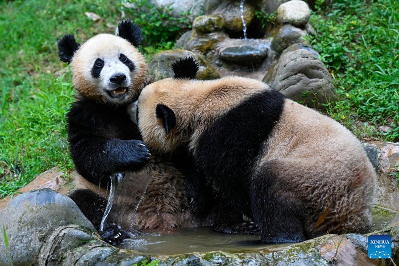 Panda wakitumia maji ya dimbwi kupunguza hali joto kwenye Kituo cha Dujiangyan cha Taasisi ya Ulinzi wa Panda ya China huko Dujiangyan, Mkoa wa Sichuan wa China tarehe 18, Agosti, 2022. (Xinhua/Shen Bohan)