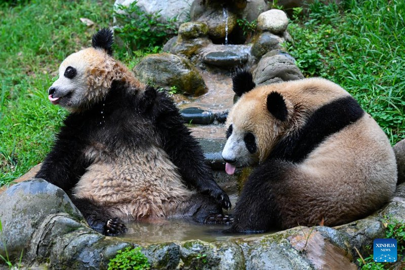 Hatua mpya za kupunguza hali joto kwa ajili ya panda wa Sichuan