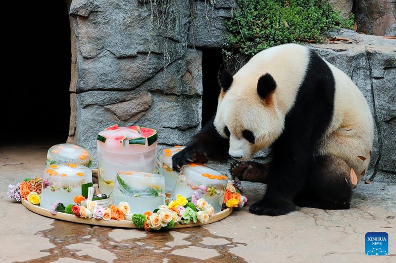 Hatua mpya za kupunguza hali joto kwa ajili ya panda wa Sichuan