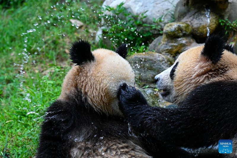 Hatua mpya za kupunguza hali joto kwa ajili ya panda wa Sichuan