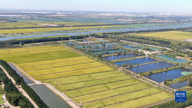 Hali ya ukuaji wa “Mpunga Mkubwa” yafurahisha watu