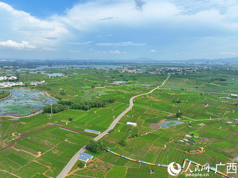 Picha ikionesha bustani ya maua ya Jasmine ya China iliyoko kijiji cha Shijing cha mji wa Hengzhou wa mkoa wa Guangxi, China. (Picha/Fu Huazhou)