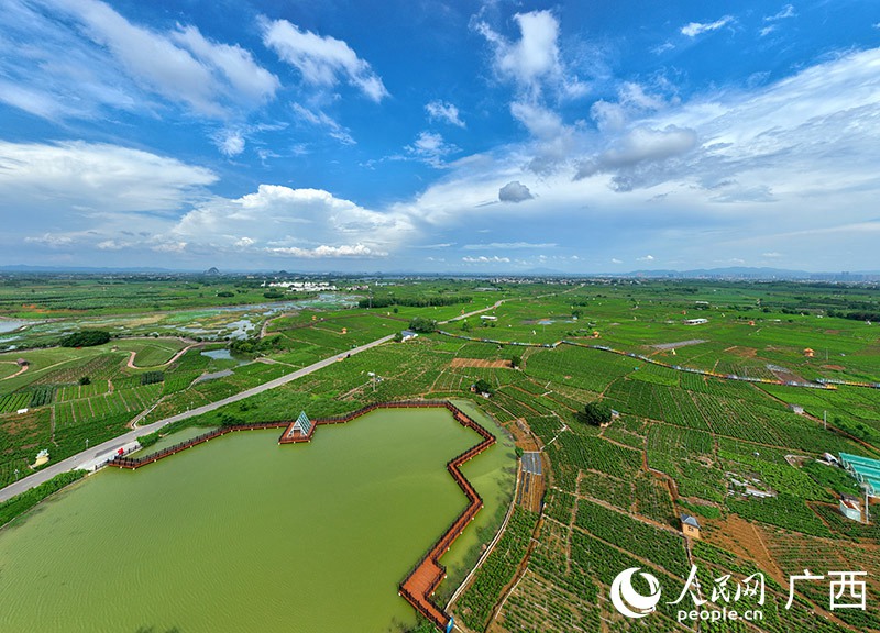 Bustani ya mashamba ya Jasmine ya China kwenye picha zilizopigwa kutoka angani