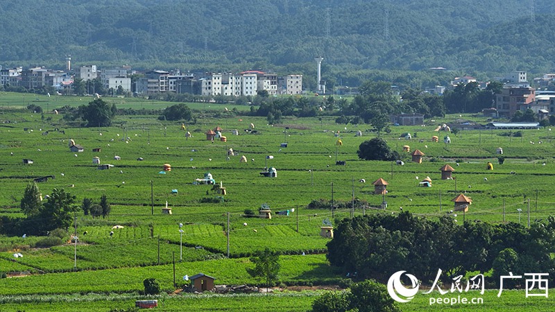 Bustani ya mashamba ya Jasmine ya China kwenye picha zilizopigwa kutoka angani