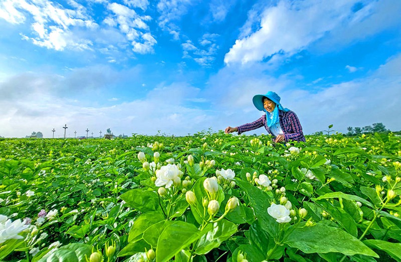 Hengzhou, Guangxi: Maua yaleta ustawi kwa mji