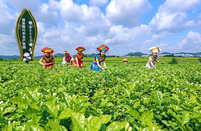 Hengzhou, Guangxi: Maua yaleta ustawi kwa mji