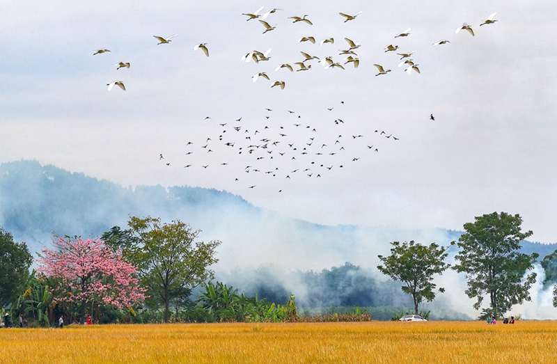 Hengzhou, Guangxi: Maua yaleta ustawi kwa mji