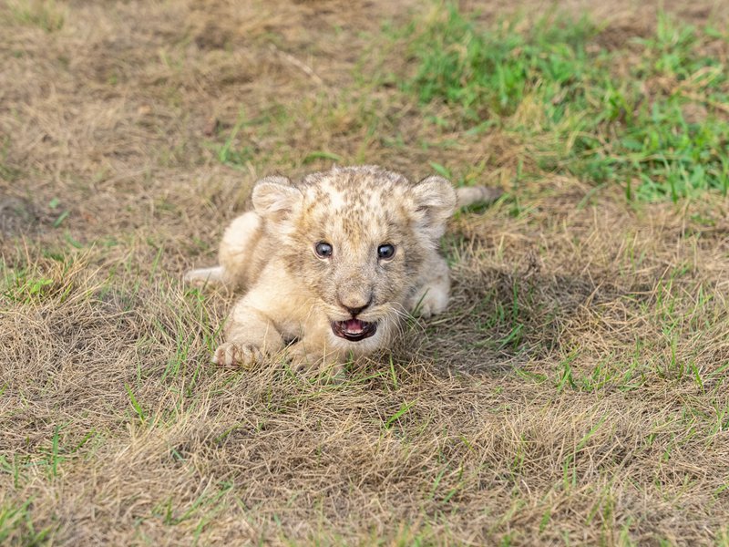 Mapacha wa simba wachanga walioachwa na mama yao wakua vizuri