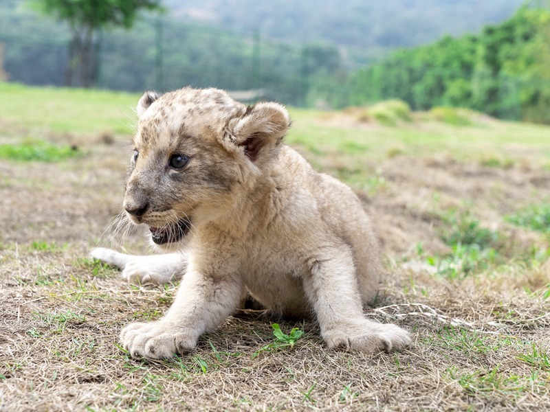 Mapacha wa simba wachanga walioachwa na mama yao wakua vizuri