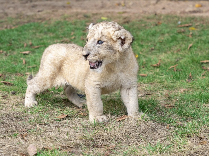 Mapacha wa simba wachanga walioachwa na mama yao wakua vizuri