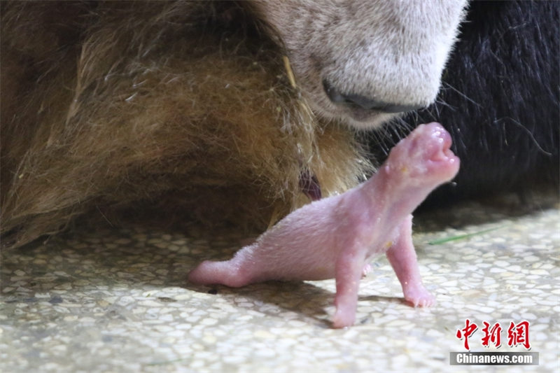 Kichanga wa Panda “An’an” azaliwa huko Qinling