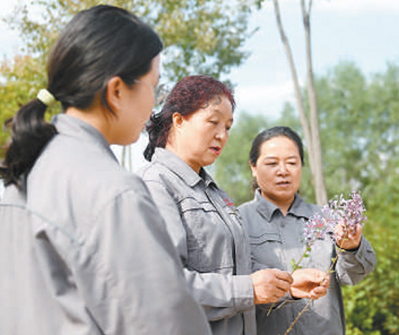 Zhang Jinmei (wa kati) pamoja na wenzake wakilinganisha tofauti kati ya maua ya mikarafuu mbili. (Zhang Long/Xinhua)