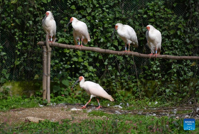 Wilaya ya Ningshan, China yaweka mkazo katika ulinzi wa mazingira ya asili na maendeleo yasiyo na uchafuzi