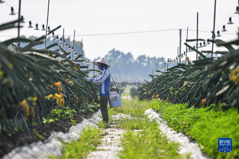 Matunda ya pitaya ya Mji wa Dongfang, Hainan yavunwa