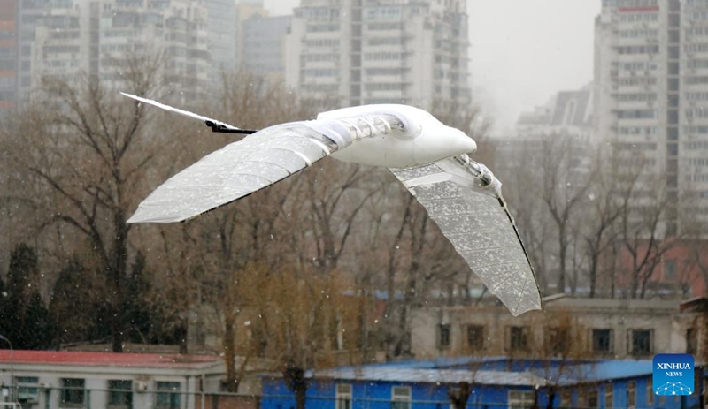 Picha hii iliyopigwa Januari 21, 2022 ikionesha ornithopter iliyotengenezwa na BUAA ikiruka. (Picha inatoka Shirika la Habari la China Xinhua.)