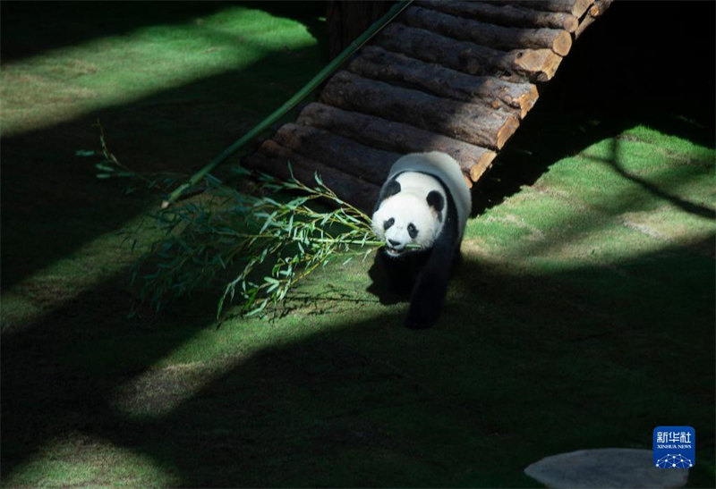 Jumba la Panda la Qatar  lafunguliwa rasmi kwa umma