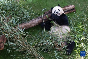 Jumba la Panda la Qatar lafunguliwa rasmi kwa umma