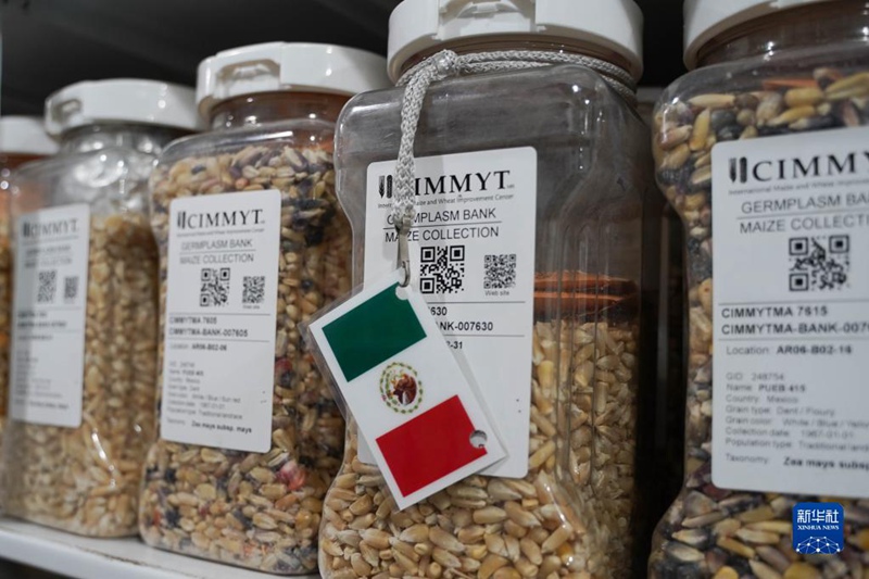 Picha hii iliyopigwa tarehe 7, Novemba ikionesha aina ya mbegu za mahindi kutoka Mexico kwenye makao makuu ya Kituo cha Kimataifa cha Kuboresha Mahindi na Ngano katika kitongoji cha Texcoco, Mexico.