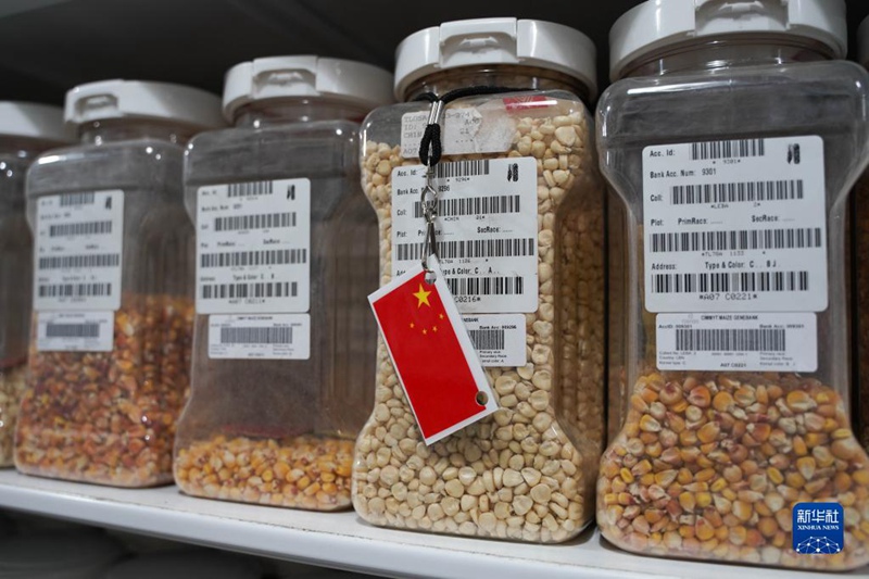 Ushirikiano kati ya China na Kituo cha Kimataifa cha Kuboresha Mahindi na Ngano wasaidia ongezeko la uzalishaji wa chakula