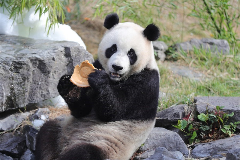 Panda mkubwa "Bao Mei" akila mlo wa siku ya kuzaliwa katika bustani ya wanyama ya Pairi Daiza huko Brugelette, Ubelgiji, Agosti 6, 2022. (Xinhua/Zheng Huansong)