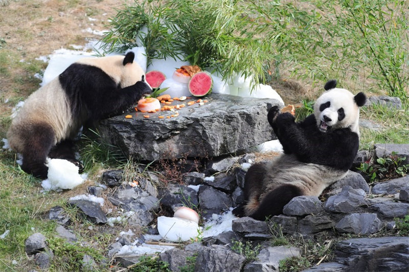 Panda wakubwa waunganisha China na Ubelgiji kwa ushirikiano wa bioanuwai