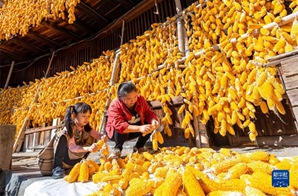 Mavuno ya mahindi yawezesha majengo ya jadi kuwa majengo ya “dhahabu” huko Nanjing, Fujian