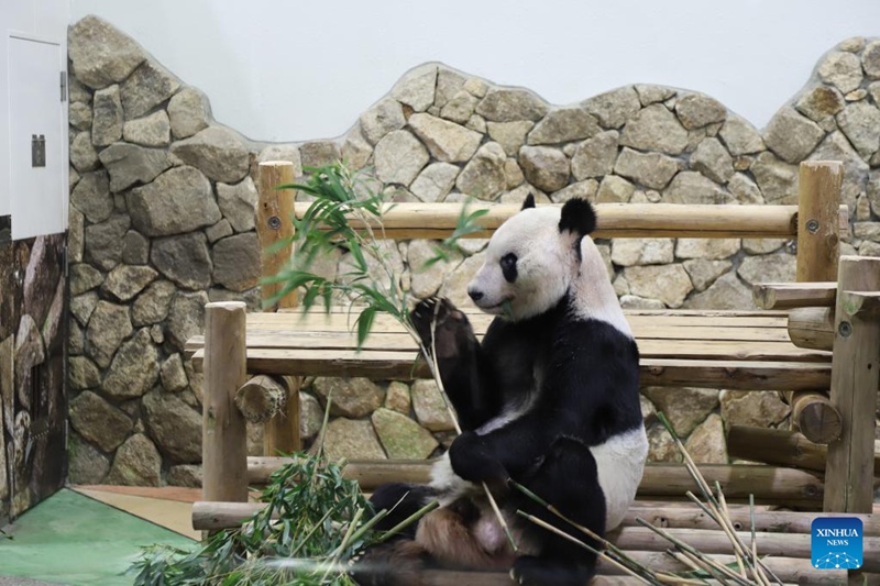Panda Eimei akiwa katika picha kwenye Adventure World, bustani ya burudani huko Shirahama, Mkoa wa Wakayama nchini Japan, Desemba 17, 2022. Eimei, panda mkubwa ambaye ameishi Japan kwa miaka 28, ameteuliwa kuwa mjumbe maalum wa urafiki wa China na Japan huko Magharibi mwa Japan siku ya Jumamosi. (Xinhua/Jiang Qiaomei)
