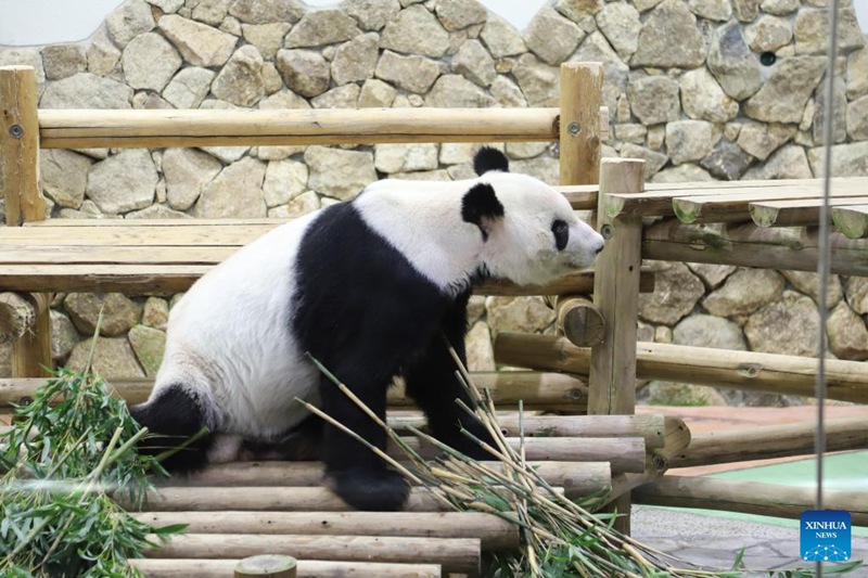 Panda Eimei ateuliwa kuwa Mjumbe Maalumu wa urafiki wa China na Japan