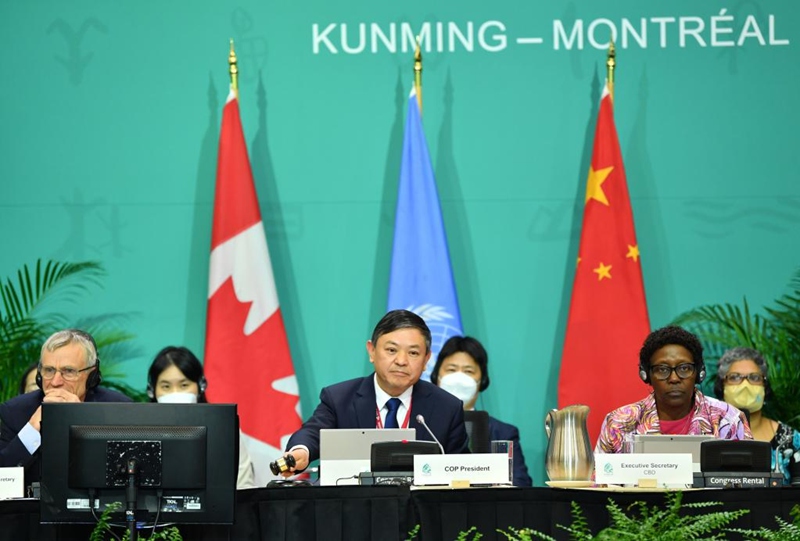 Huang Runqiu,  Mwenyekiti wa COP15 na waziri wa ikolojia na mazingira wa China, akitangaza kupitishwa kwa Mfumokazi wa Bioanuwai wa Kimataifa wa Kunming-Montreal, ambao ni makubaliano ya Umoja wa Mataifa yanayolenga kubadilisha mwelekeo wa upotevu wa viumbe anuwai na kuweka Dunia katika njia ya kurejesha bioanuwai, katika mkutano wa Umoja wa Mataifa wa Bioanuwai, COP15 huko Montreal, Canada, Desemba 19, 2022. COP15, inayojulikana rasmi kama mkutano wa 15 wa Mkutano wa Nchi Watiasaini wa Mkataba wa Umoja wa Mataifa wa Bioanuwai, umehitimishwa jana Jumatatu baada ya karibu wiki mbili za majadiliano. China  ikiwa nchi mwenyekiti wa COP15. COP15  ilifanya mkutano wa awamu ya kwanza huko Kunming, Mji Mkuu wa Mkoa wa Yunnan Kusini-Magharibi mwa China, Mwaka 2021. Awamu ya pili ya mkutano wa COP15 huko Montreal, Canada, iliendelea ikiwa ni kaulimbiu isemayo "Ustaarabu wa Ikolojia: Kujenga Mustakabali wa Pamoja wa Viumbe Vyote Duniani." (Xinhua/Lian Yi)
