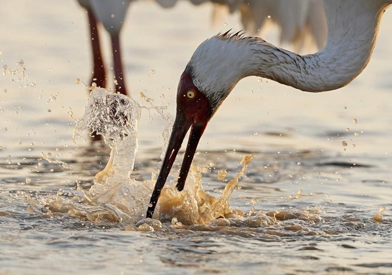 Habari picha: Ndege wanaohamahama wakiwa kwenye hifadhi karibu na Ziwa Poyang Mashariki mwa China