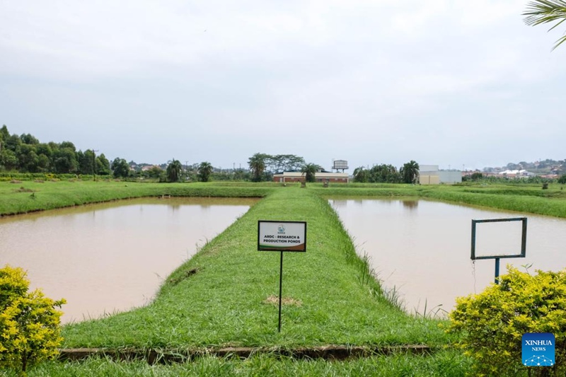 China yapiga hatua kuharakisha uzalishaji wa kilimo nchini Uganda