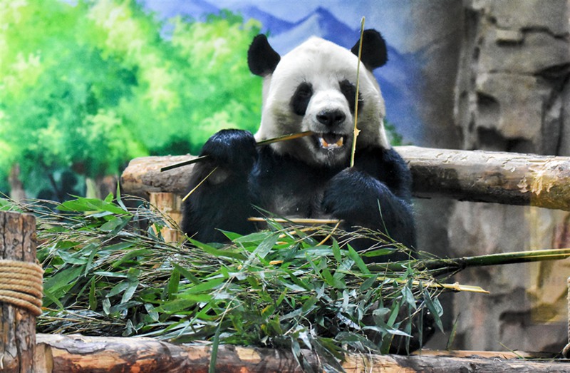 Picha imetolewa na Nyumba ya Panda ya Xining.