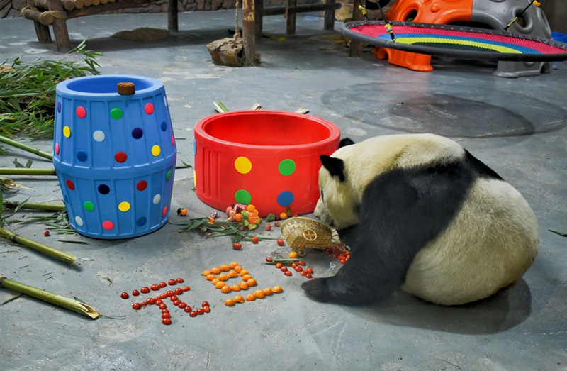 Nyumba ya Panda Yakaribisha Mwaka Mpya