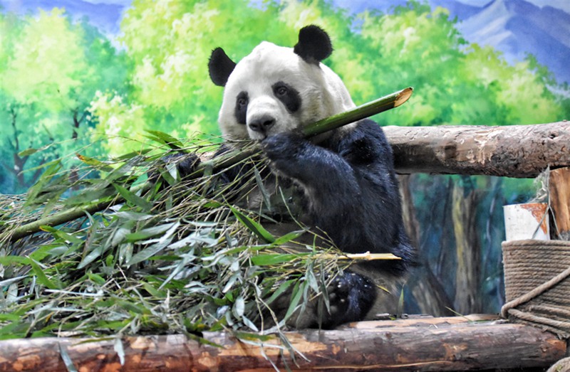 Nyumba ya Panda Yakaribisha Mwaka Mpya