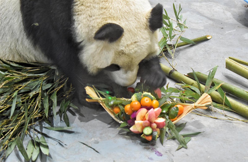 Nyumba ya Panda Yakaribisha Mwaka Mpya
