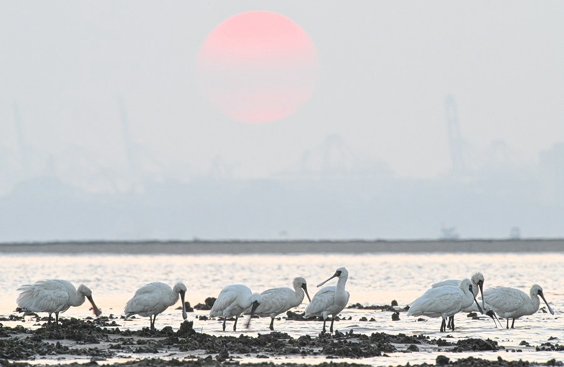 Kundi la ndege wenye uso mweusi wakionekana kwenye ardhi oevu ya Ghuba ya Danzhou Mkoani Hainan, Kusini mwa China tarehe 13, Desemba, 2022. (Xinhua/Pu Xiaoxu)