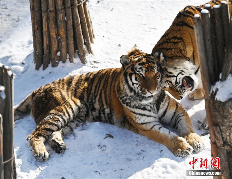 Tiger wa Kaskazini Mashariki wacheza kwenye theluji Changchun
