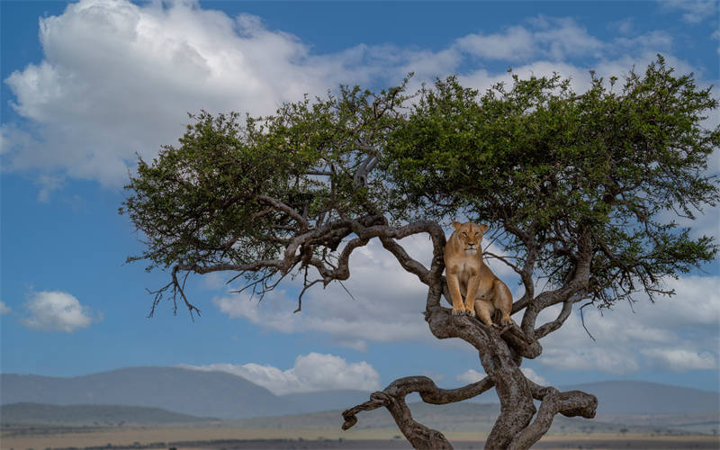 Simba jike apumzika juu ya mti Masai Mara, Kenya 