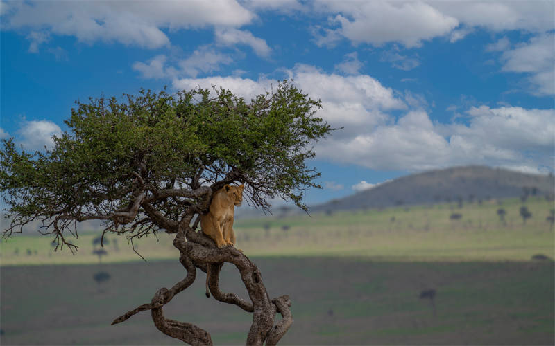 Simba jike apumzika juu ya mti Masai Mara, Kenya 
