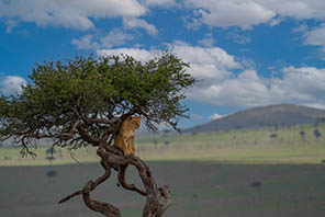 Simba jike apumzika juu ya mti Masai Mara, Kenya