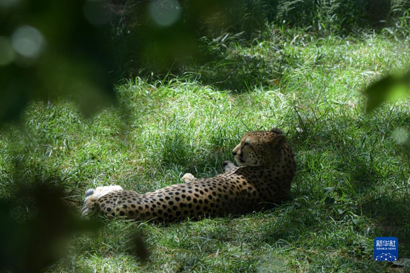 Nanyuki, Kenya: Nyumbani kwa Wanyama pori Yatima