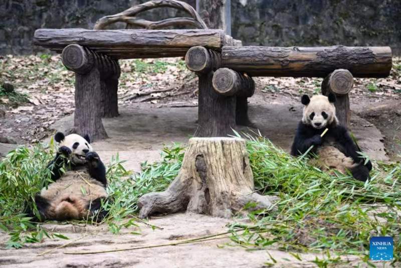 Habari Picha: Panda wakifurahia vilivyo kwenye kituo cha kuzaliana huko Sichuan, China