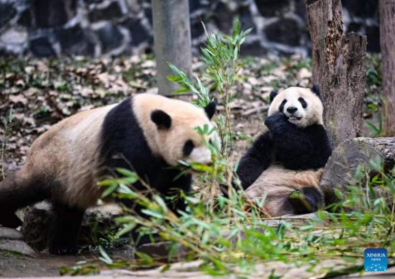 Habari Picha: Panda wakifurahia vilivyo kwenye kituo cha kuzaliana huko Sichuan, China