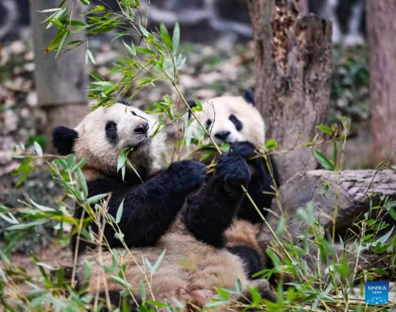 Habari Picha: Panda wakifurahia vilivyo kwenye kituo cha kuzaliana huko Sichuan, China