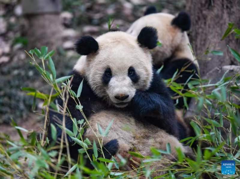 Habari Picha: Panda wakifurahia vilivyo kwenye kituo cha kuzaliana huko Sichuan, China