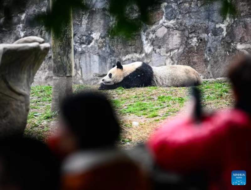 Habari Picha: Panda wakifurahia vilivyo kwenye kituo cha kuzaliana huko Sichuan, China