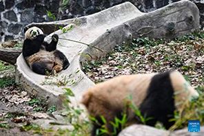 Panda wakifurahia vilivyo kwenye kituo cha kuzaliana huko Sichuan, China